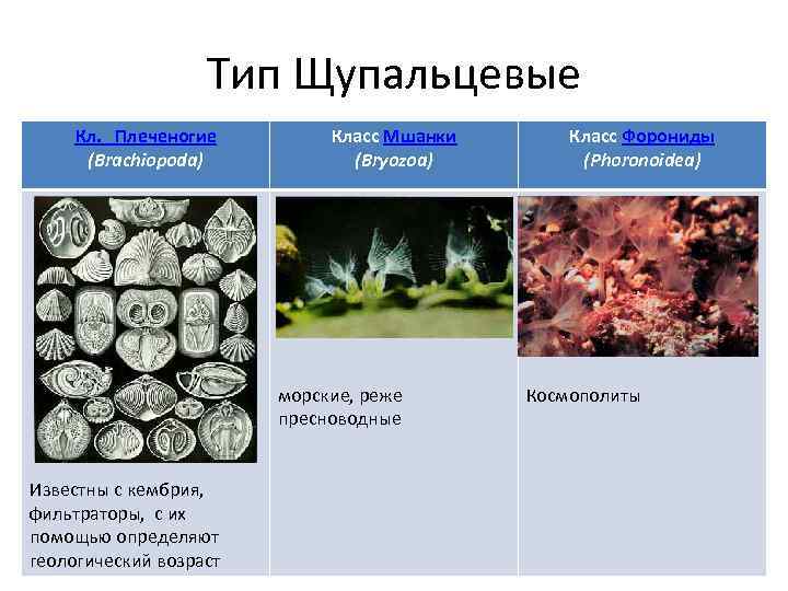 Тип Щупальцевые Кл. Плеченогие (Brachiopoda) Класс Мшанки (Bryozoa) морские, реже пресноводные Известны с кембрия,