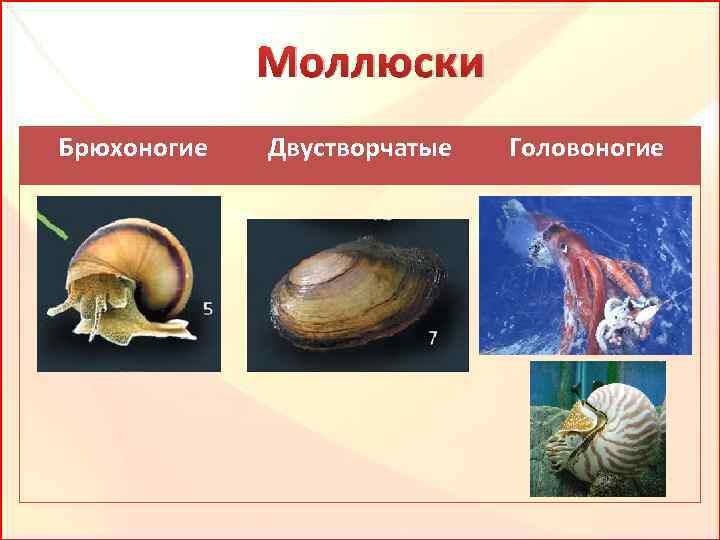 Класс брюхоногие и двустворчатые моллюски. Биология таблица брюхоногие двустворчатые головоногие.