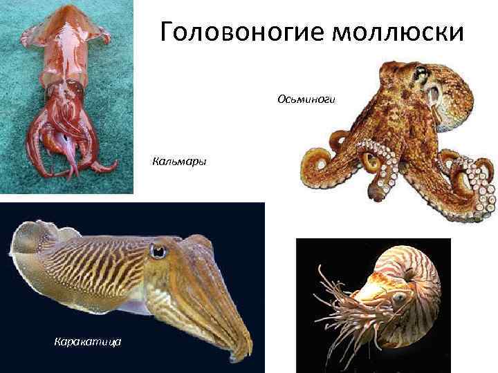 Головоногие моллюски виды. Пресноводные головоногие моллюски. Головоногие моллюски ЕГЭ. Класс головоногие моллюски представители. Представитель класса моллюсков головоногих.