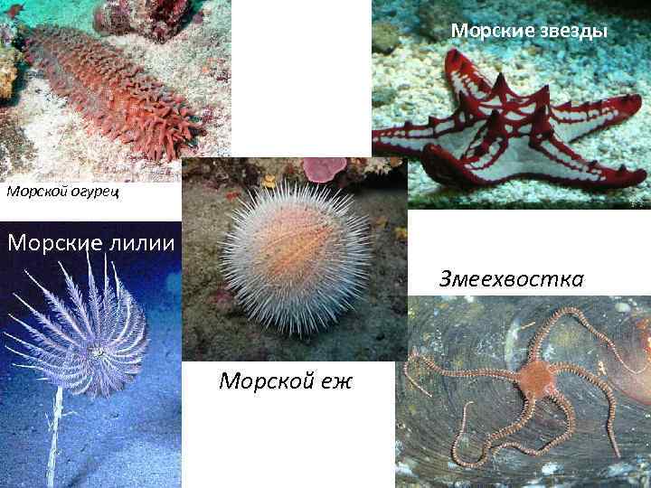 Морские звезды Морские ежи Морской огурец Морские лилии Змеехвостка Морской еж 