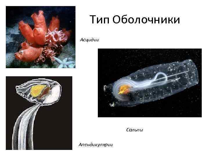 Тип Оболочники Асцидии Сальпы Апендикулярии 