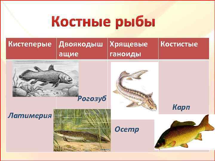 Костные рыбы являются. Латимерия и рогозуб. Костные рыбы. Хрящевые и костные рыбы. Подкласс хрящекостные рыбы представители.