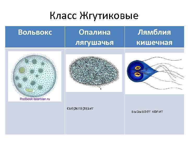 Класс Жгутиковые Вольвокс Опалина лягушачья сверхпаразит Лямблия кишечная вызывает колит 