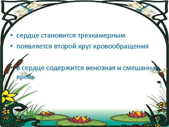  • сердце становится трехкамерным • появляется второй круг кровообращения • в сердце содержится