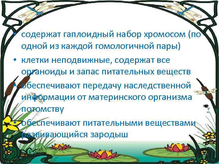  • содержат гаплоидный набор хромосом (по одной из каждой гомологичной пары) • клетки