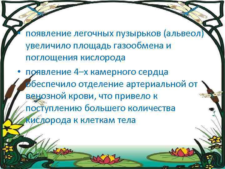  • появление легочных пузырьков (альвеол) увеличило площадь газообмена и поглощения кислорода • появление