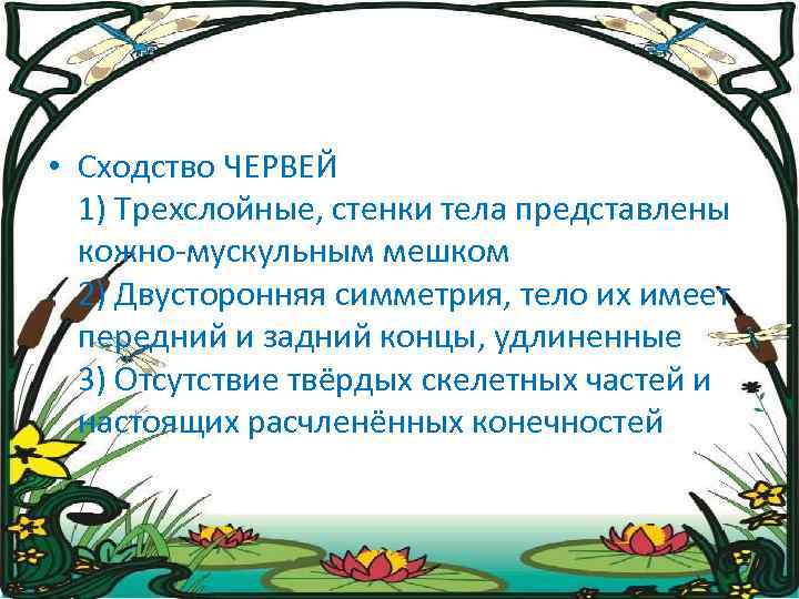  • Сходство ЧЕРВЕЙ 1) Трехслойные, стенки тела представлены кожно-мускульным мешком 2) Двусторонняя симметрия,