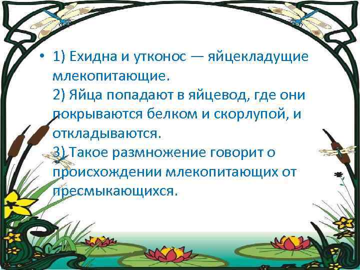  • 1) Ехидна и утконос — яйцекладущие млекопитающие. 2) Яйца попадают в яйцевод,