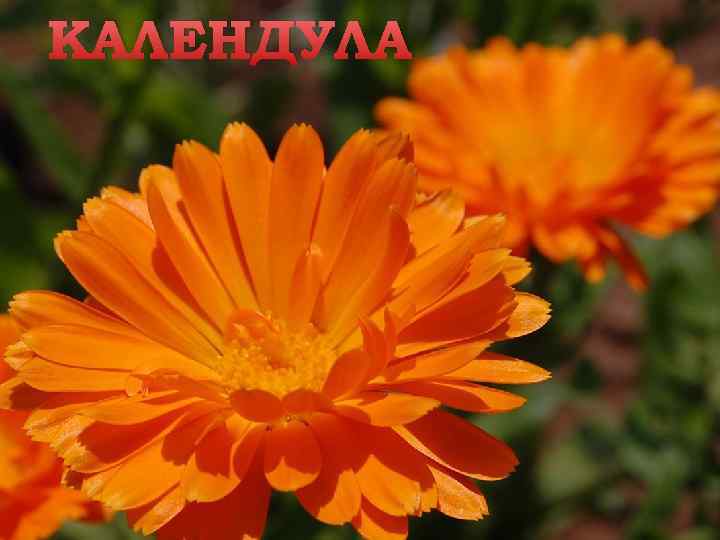 КАЛЕНДУЛА 