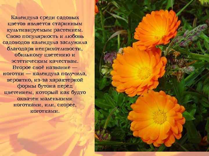 Календула среди садовых цветов является старинным культивируемым растением. Свою популярность и любовь садоводов календула