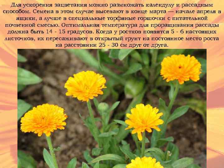 Для ускорения зацветания можно размножать календулу и рассадным способом. Семена в этом случае высевают