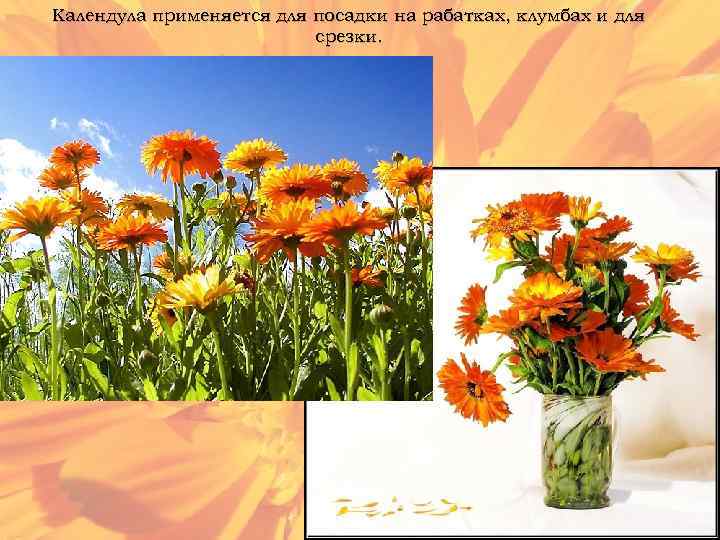 Календула применяется для посадки на рабатках, клумбах и для срезки. 