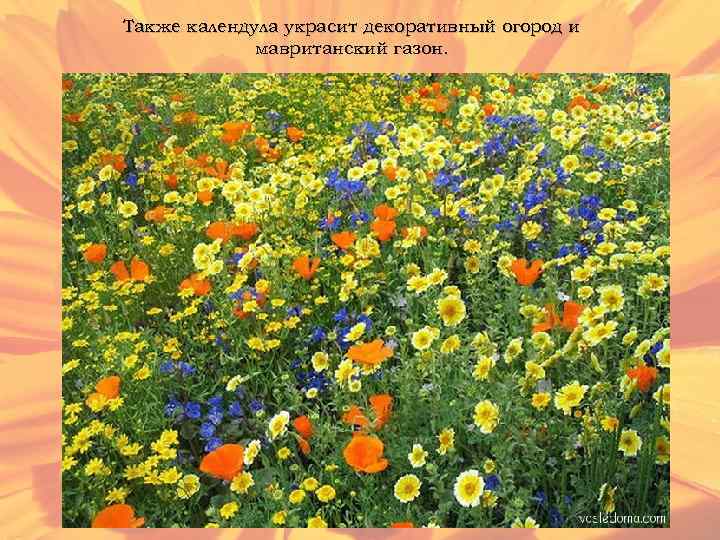 Также календула украсит декоративный огород и мавританский газон. 