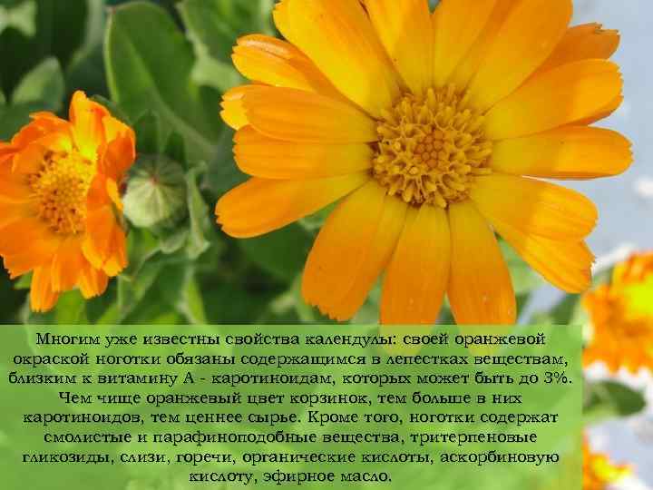 Многим уже известны свойства календулы: своей оранжевой окраской ноготки обязаны содержащимся в лепестках веществам,
