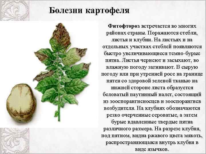 Болезни картофеля Фитофтороз встречается во многих районах страны. Поражаются стебли, листья и клубни. На