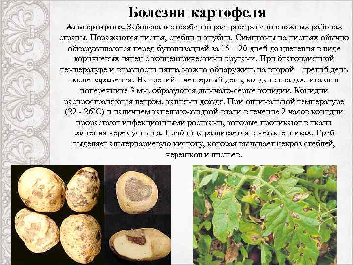 Болезни картофеля Альтернариоз. Заболевание особенно распространено в южных районах страны. Поражаются листья, стебли и