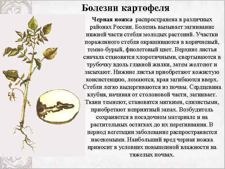 Болезни картофеля Черная ножка распространена в различных районах России. Болезнь вызывает загнивание нижней части