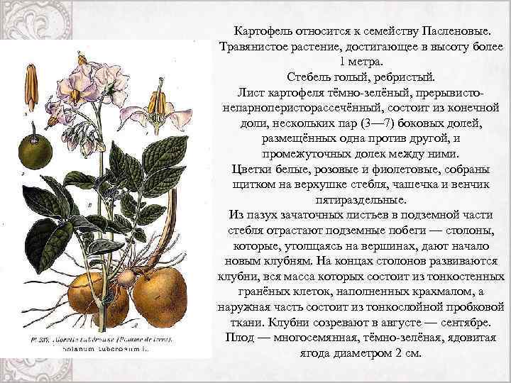 Картофель относится к семейству Пасленовые. Травянистое растение, достигающее в высоту более 1 метра. Стебель