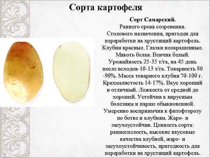 Ранний картофель срок созревания