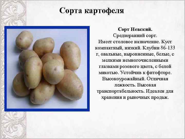 Сорта картофеля Сорт Невский. Среднеранний сорт. Имеет столовое назначение. Куст компактный, низкий. Клубни 86
