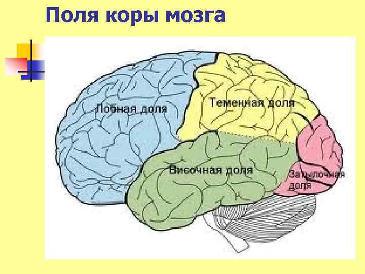 Появление коры мозга. Поля коры мозга. Поля мозга нейропсихология. Зоны головного мозга нейропсихология.