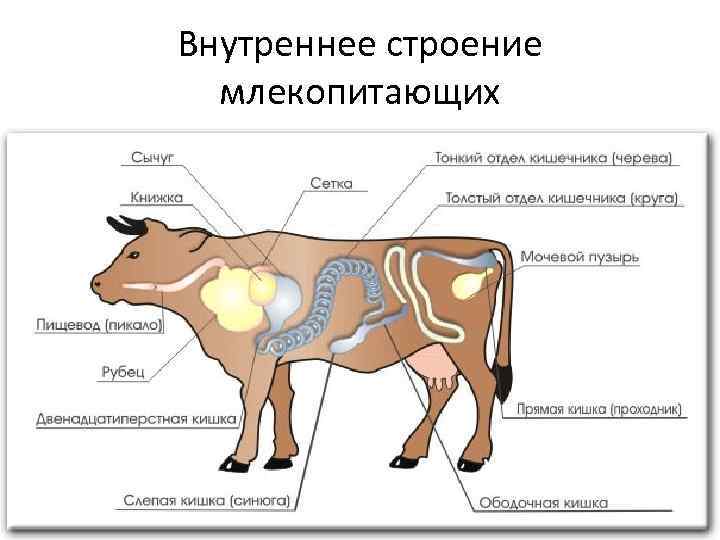 Внутреннее строение млекопитающих 