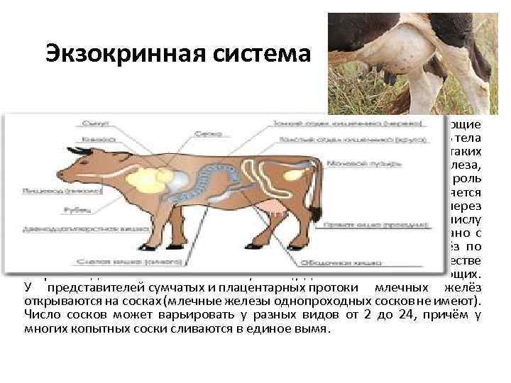 Экзокринная система Экзокринную систему образуют железы внешней секреции, выделяющие вырабатываемый ими секрет через выводные