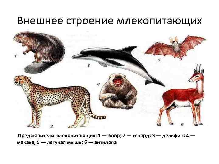 Внешнее строение млекопитающих Представители млекопитающих: 1 — бобр; 2 — гепард; 3 — дельфин;