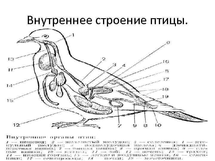 Внутреннее строение голубя рисунок с подписями