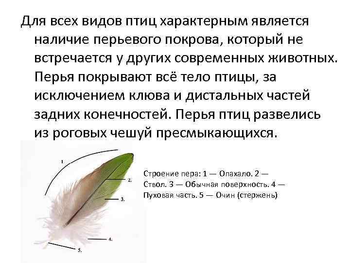 Для всех видов птиц характерным является наличие перьевого покрова, который не встречается у других