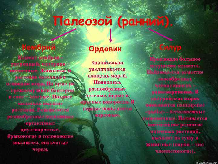 Палеозой (ранний). Кембрий Климат кембрия умеренный, материки – низменные. Животные и растения населяли в