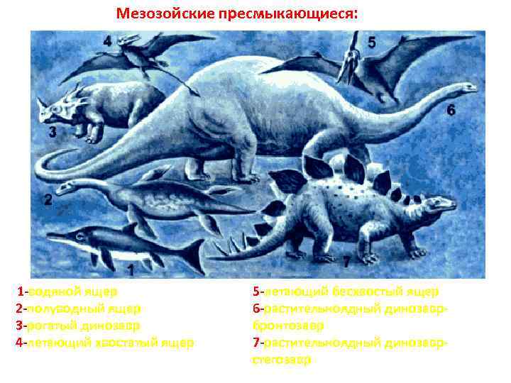 Мезозойские пресмыкающиеся: 1 -водяной ящер 2 -полуводный ящер 3 -рогатый динозавр 4 -летающий хвостатый