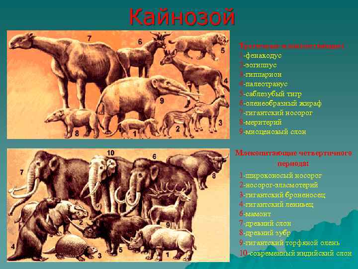 Кайнозой Третичные млекопитающие: 1 -фенакодус 2 -эогиппус 3 -гиппарион 4 -палеотранус 5 -саблезубый тигр