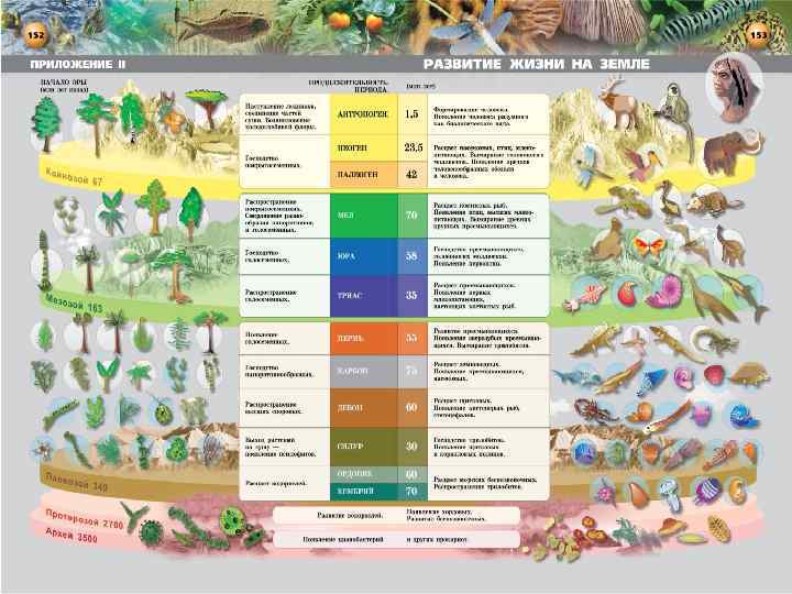 Этапы развития жизни 9 класс биология таблица. Геохронологическая шкала таблица биология. Геохронологическая таблица эволюции жизни на земле. Геохронологическая таблица эволюции животных. Геохронологическая шкала земли.