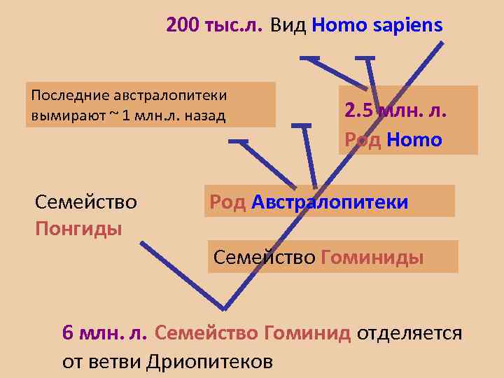 200 тыс. л. Вид Ноmo sapiens Последние австралопитеки вымирают ~ 1 млн. л. назад