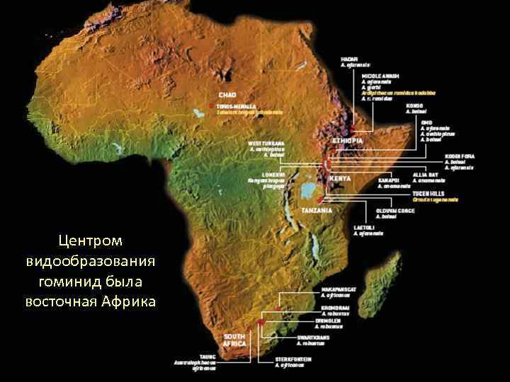 Центром видообразования гоминид была восточная Африка 