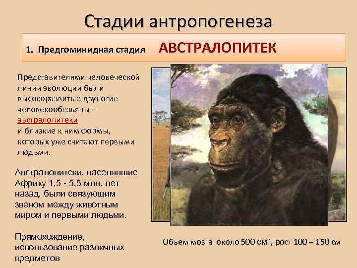 Этапы антропогенеза австралопитек