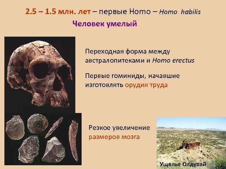 2. 5 – 1. 5 млн. лет – первые Homo – Homo habilis Человек