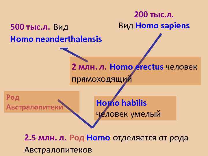 500 тыс. л. Вид Ноmo neanderthalensis 200 тыс. л. Вид Ноmo sapiens 2 млн.