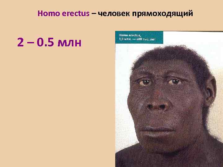 Ноmo erectus – человек прямоходящий 2 – 0. 5 млн 