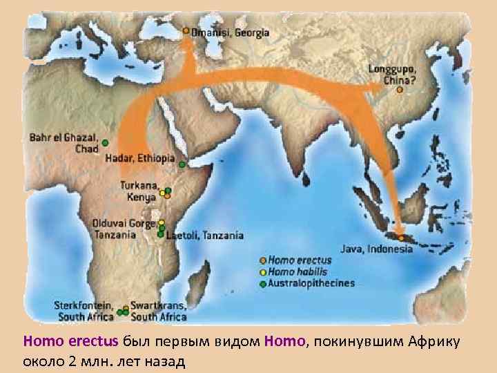 Homo erectus был первым видом Homo, покинувшим Африку около 2 млн. лет назад 