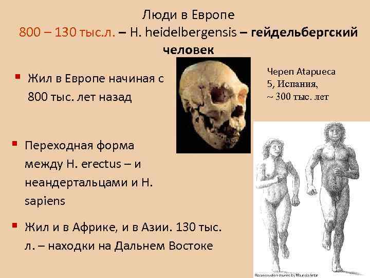 Люди в Европе 800 – 130 тыс. л. – H. heidelbergensis – гейдельбергский человек