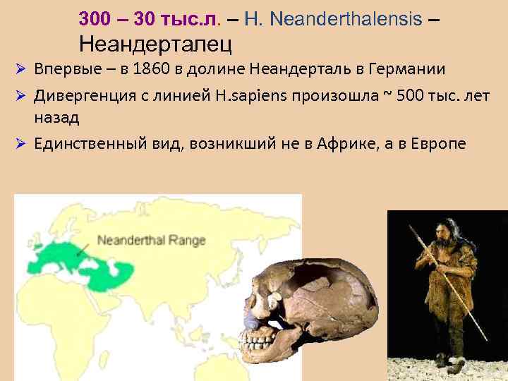 300 – 30 тыс. л. – H. Neanderthalensis – Неандерталец Впервые – в 1860