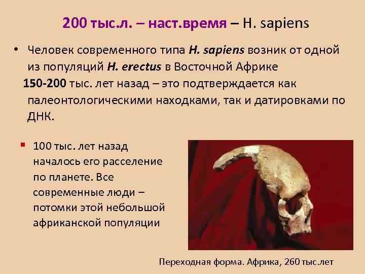 200 тыс. л. – наст. время – H. sapiens • Человек современного типа H.