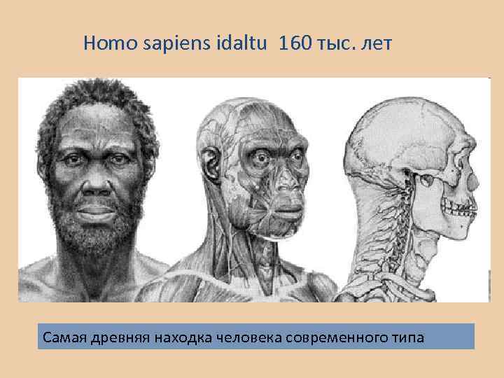 Homo sapiens idaltu 160 тыс. лет Самая древняя находка человека современного типа 