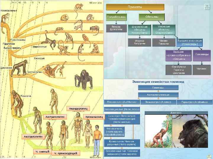 Неандерталец Австралопитек Ч. умелый Ч. прямоходящий Кроманьонец 