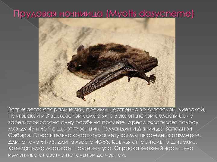 Прудовая ночниица (Myotis dasycneme) Встречается спорадически, преимущественно во Львовской, Киевской, Полтавской и Харьковской областях;