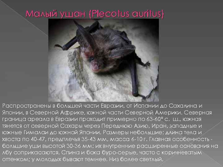 Малый ушан (Plecotus auritus) Распространены в большей части Евразии, от Испании до Сахалина и