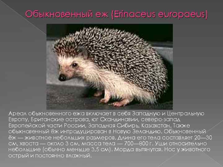 Обыкновенный еж (Erinaceus europaeus) Ареал обыкновенного ежа включает в себя Западную и Центральную Европу,