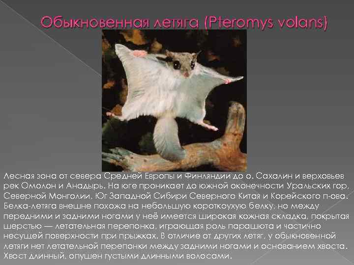 Обыкновенная летяга (Pteromys volans) Лесная зона от севера Средней Европы и Финляндии до о.